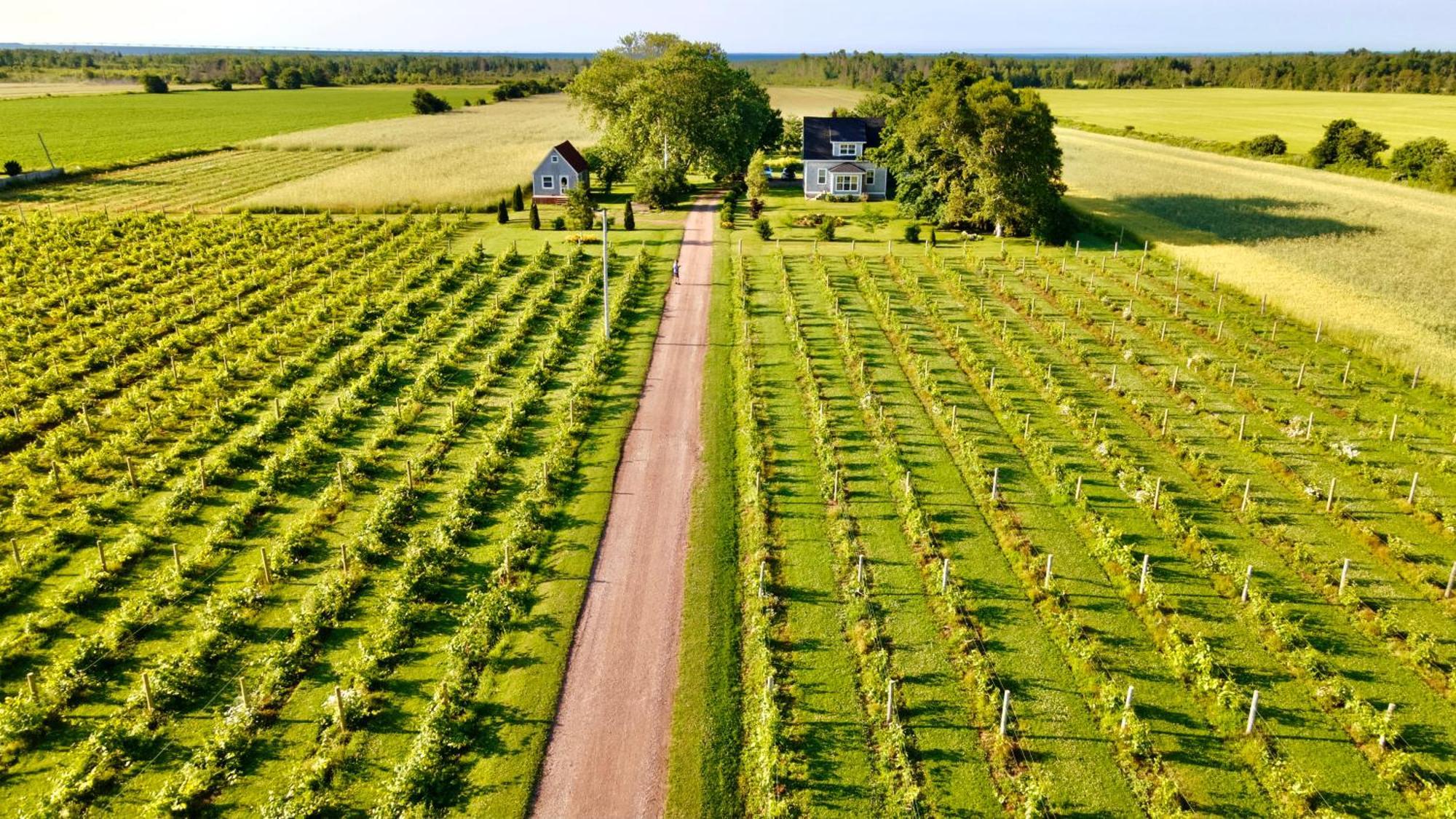 Sunbury Cove Winery Bed and Breakfast Miscouche Exteriör bild